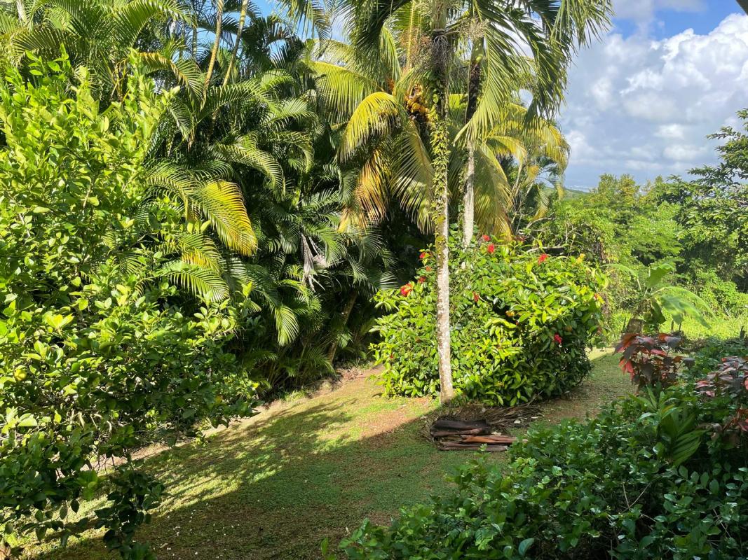 3 Villa rivière salée Martinique jardin